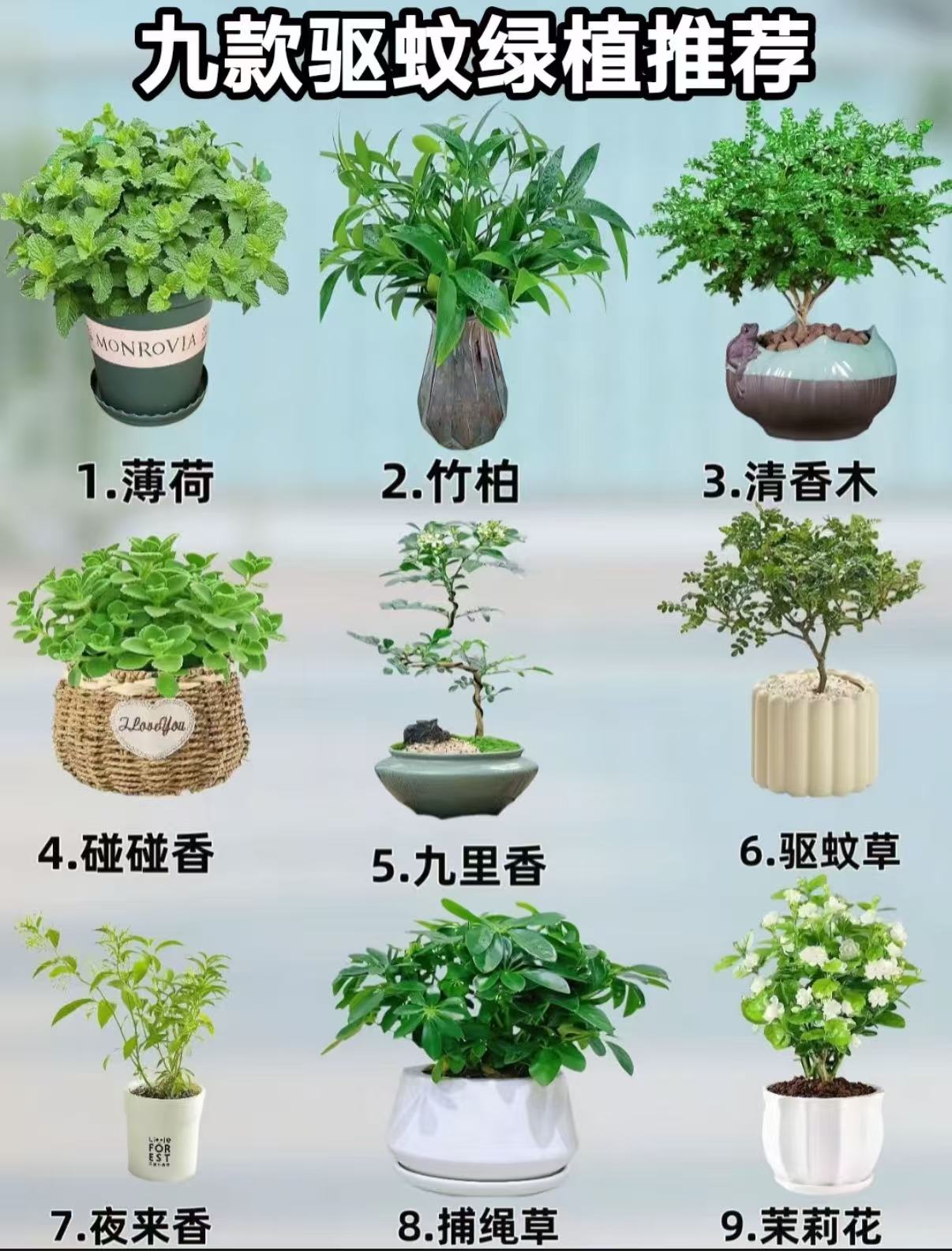 夏天九款天然驱蚊绿植
