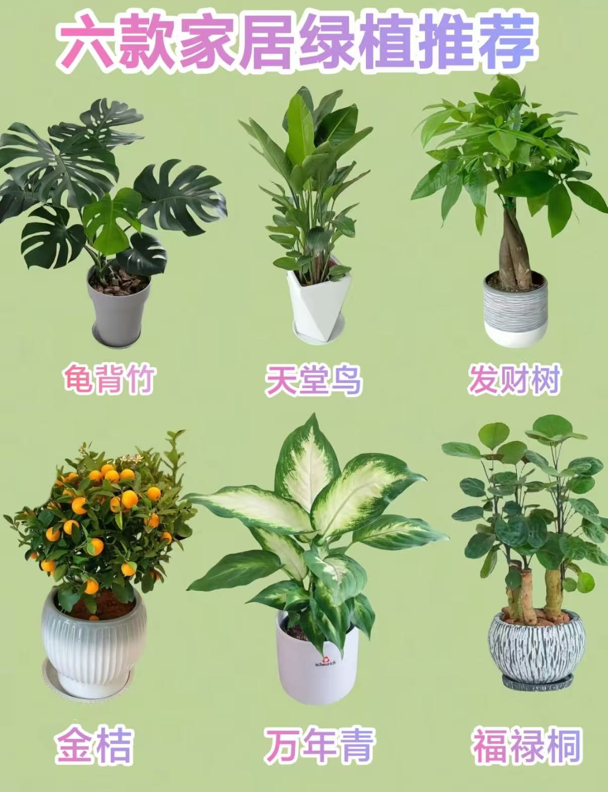 六款家居绿植推荐
