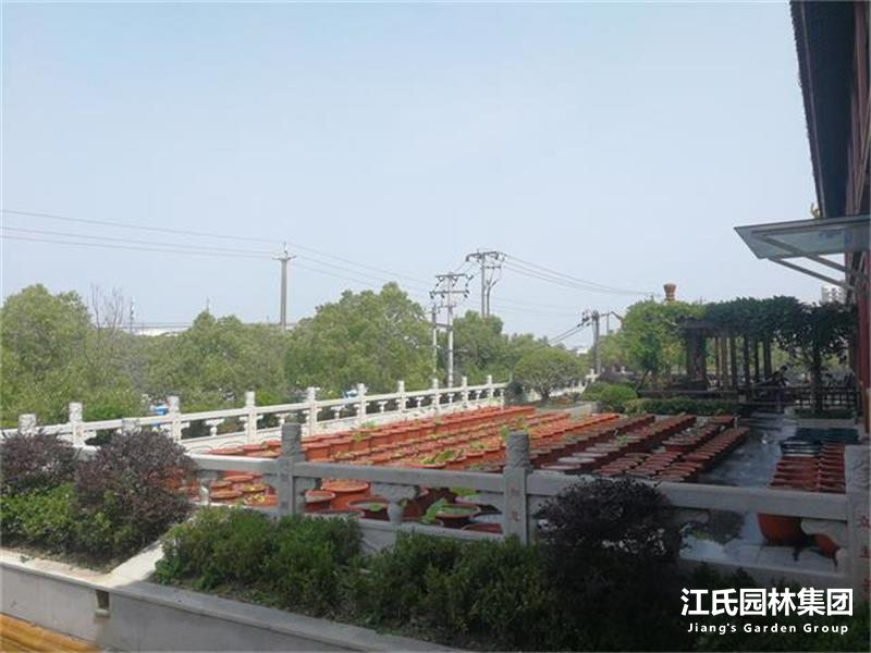 奉贤二严寺景观改建绿化施工项目——江氏园林