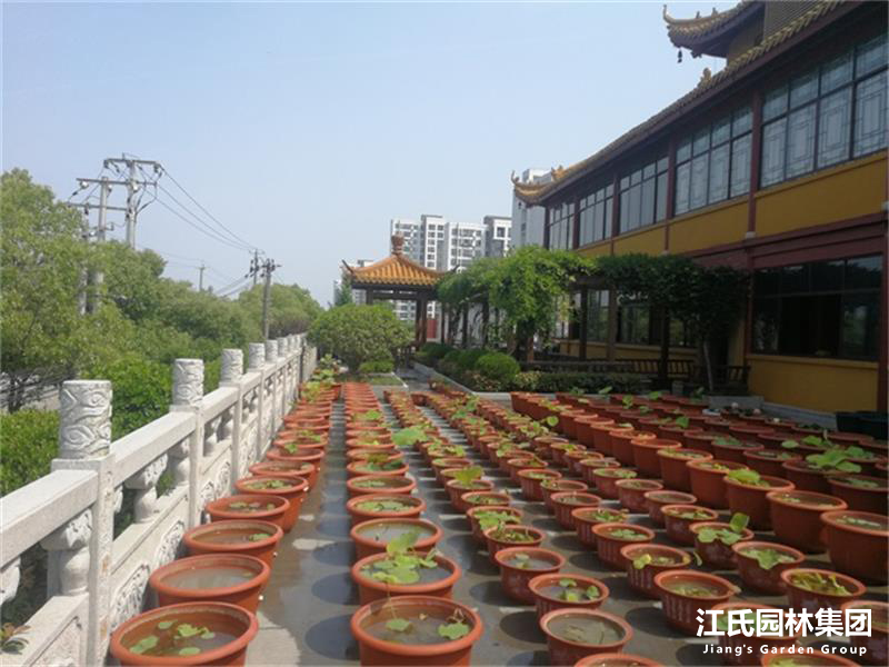奉贤二严寺景观改建绿化施工项目——江氏园林