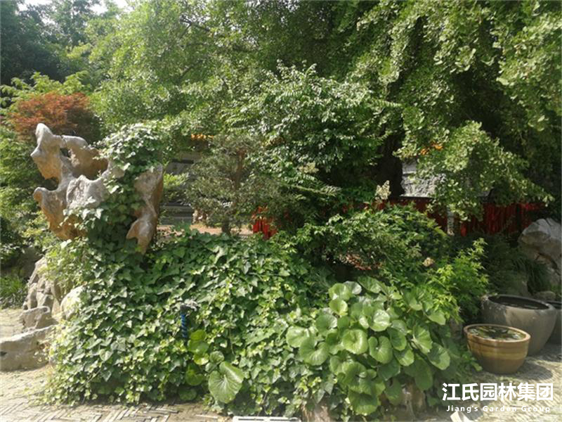 奉贤二严寺景观改建绿化施工项目——江氏园林