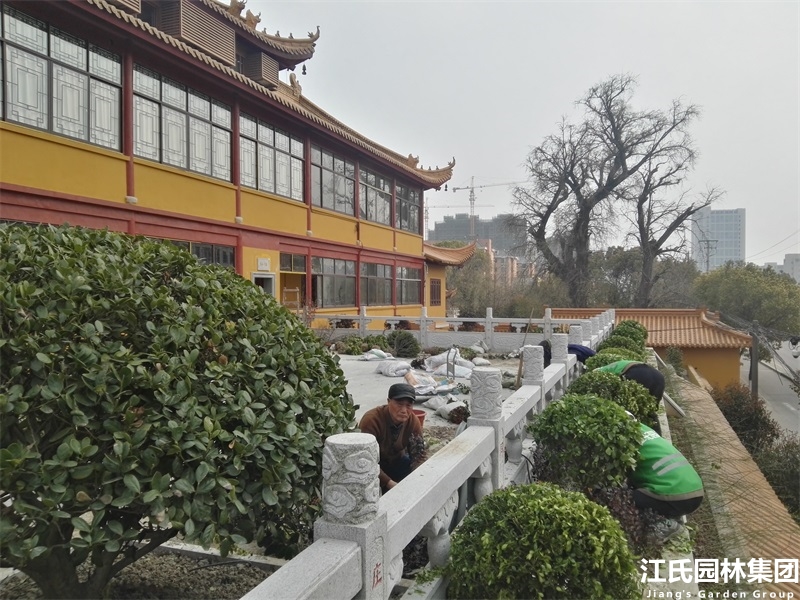 奉贤二严寺景观改建绿化施工项目——江氏园林